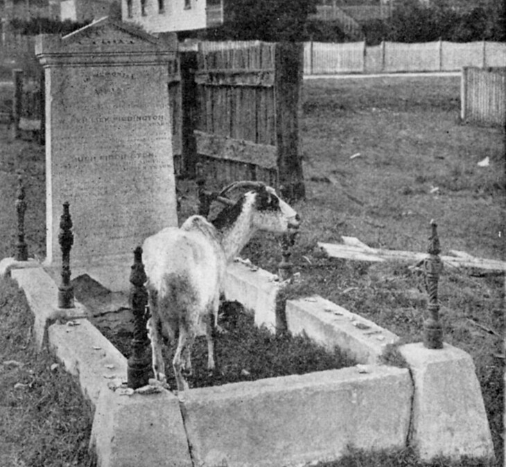 Paddington Cemetery 1910