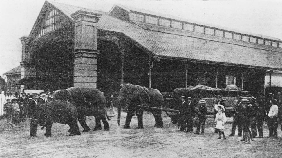 Wirth Brothers' elephants drawing the circus properties from Roma Street Railway Station, 1905